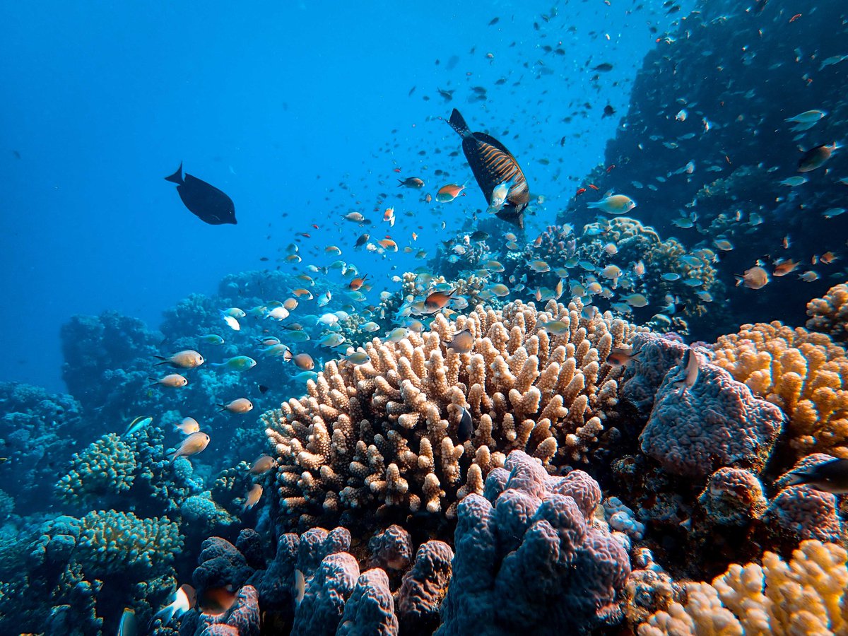 Today is #WorldOceansDay—a day to reflect and appreciate the place that brings us so much joy. 🌊

However, just as our ocean faces a number of challenges, so does our community. Our ocean will thrive only if we ALL foster a vibrant, inclusive community to protect it.