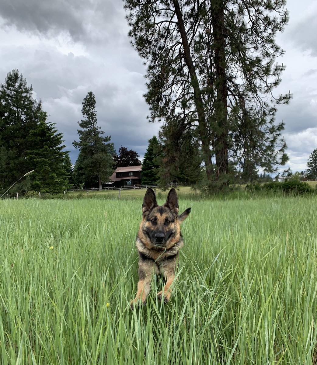 SmithpakWorkDog's tweet image. Out playing today with Kimber!  #bombdog #explosivedetectiondog #dogobedience #detectiondog #femalek9handler #workingdog #dogs #dogsofinstagram #workingdogsofinstagram #spokanedetectiondogs #spokanedogsofinstagram #spokaneworkingdogs #spwd #smithpakworkingdogs