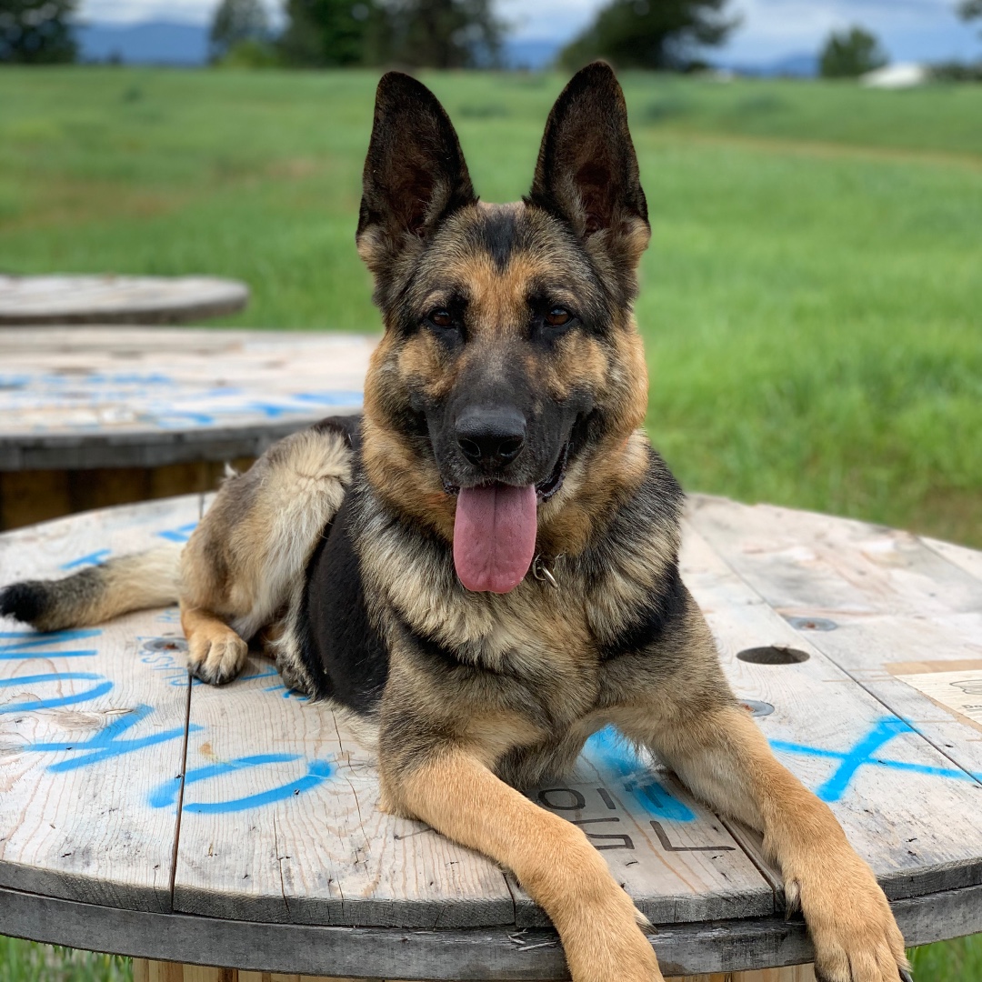 SmithpakWorkDog's tweet image. Out playing today with Kimber!  #bombdog #explosivedetectiondog #dogobedience #detectiondog #femalek9handler #workingdog #dogs #dogsofinstagram #workingdogsofinstagram #spokanedetectiondogs #spokanedogsofinstagram #spokaneworkingdogs #spwd #smithpakworkingdogs