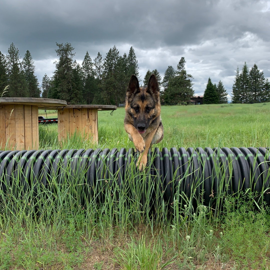 SmithpakWorkDog's tweet image. Out playing today with Kimber!  #bombdog #explosivedetectiondog #dogobedience #detectiondog #femalek9handler #workingdog #dogs #dogsofinstagram #workingdogsofinstagram #spokanedetectiondogs #spokanedogsofinstagram #spokaneworkingdogs #spwd #smithpakworkingdogs