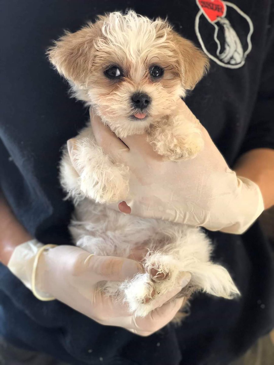Sadies Stray Dog Rescue tweet media