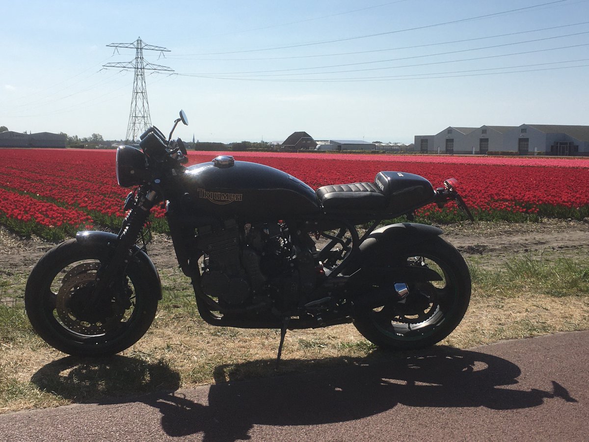 Tulips and Triumph T300 conversion using our kit. #caferacer #Netherlands   😎😎😎