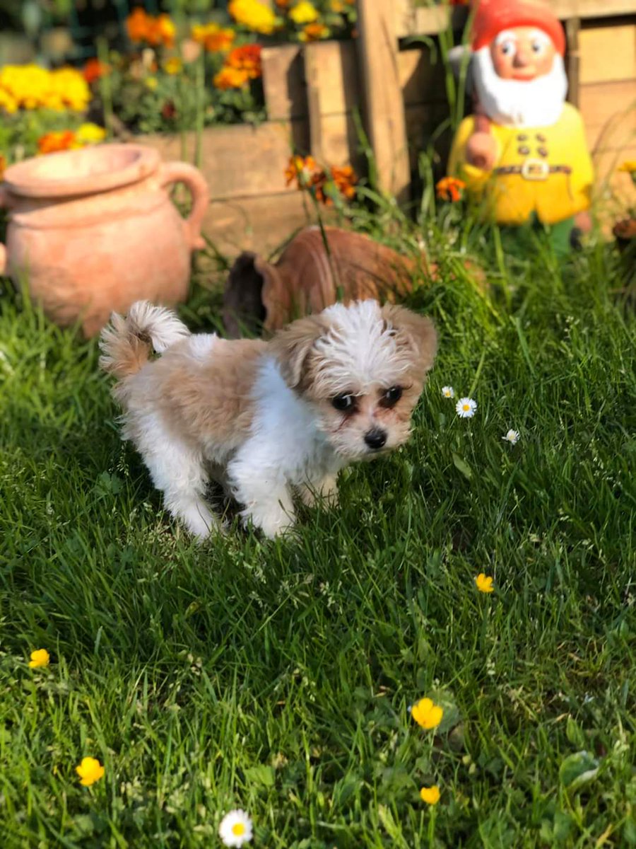 Sadies Stray Dog Rescue tweet media