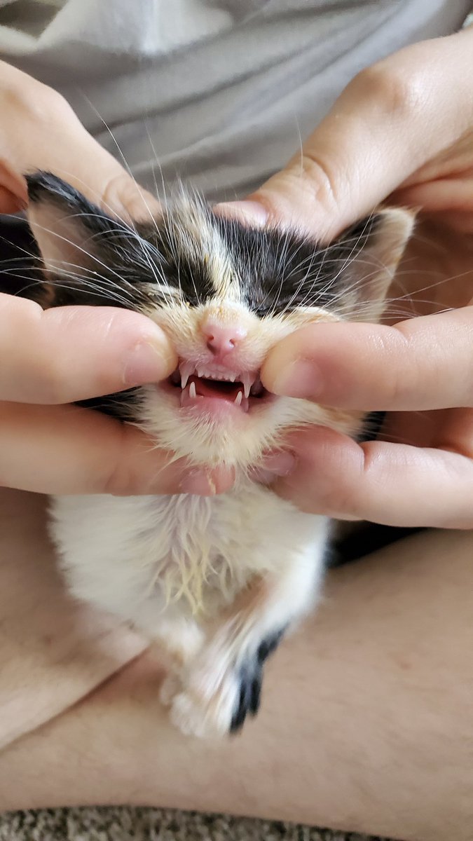 Cheese! Look at those baby teeth!When we found Macchiato she had no teeth, could barely drink from a bottle and weighed 5.46 oz. Now she's got nearly her full set of baby teeth and weighs 14.78 oz.We're nearly to a pound. So close!