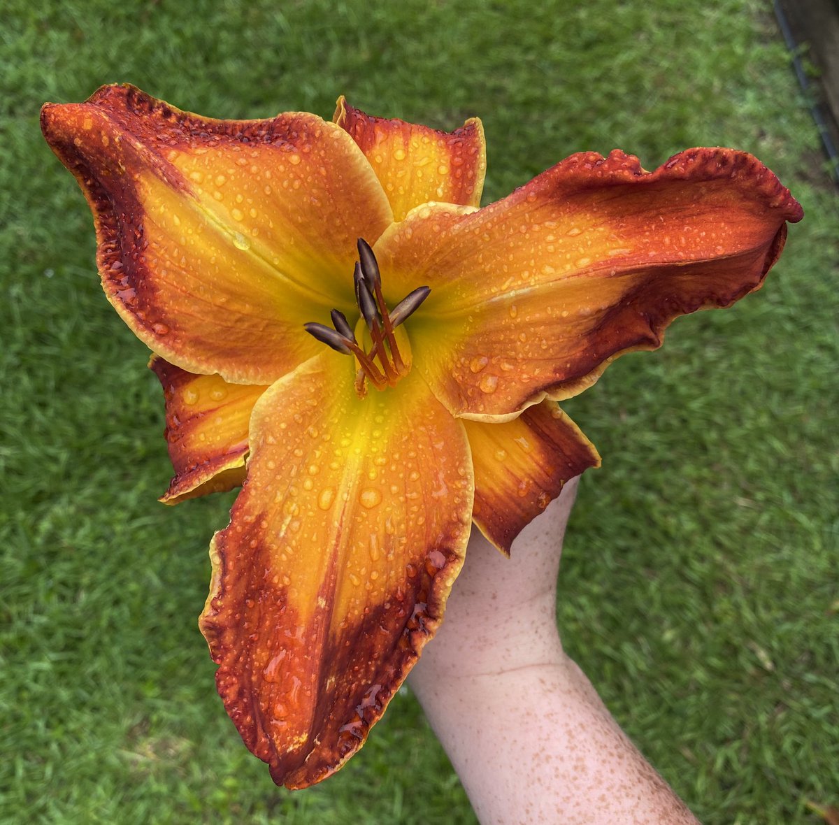 A favorite this rainy morning, ‘Matchless Fire’ daylily #daylily #lily #daylilies #flower #flowers #nature #garden #gardening #GardenersWorld #gardenchat