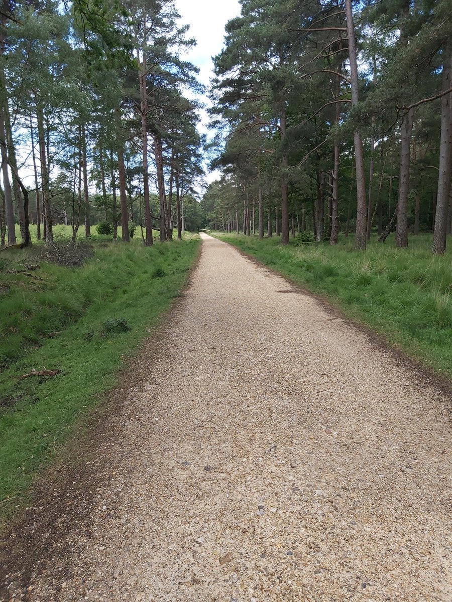DBranston's tweet photo. @MASON_Cycles Bokeh in it's element on the endless gravel roads of the New Forest today https://t.co/SfFlLj1WJ2