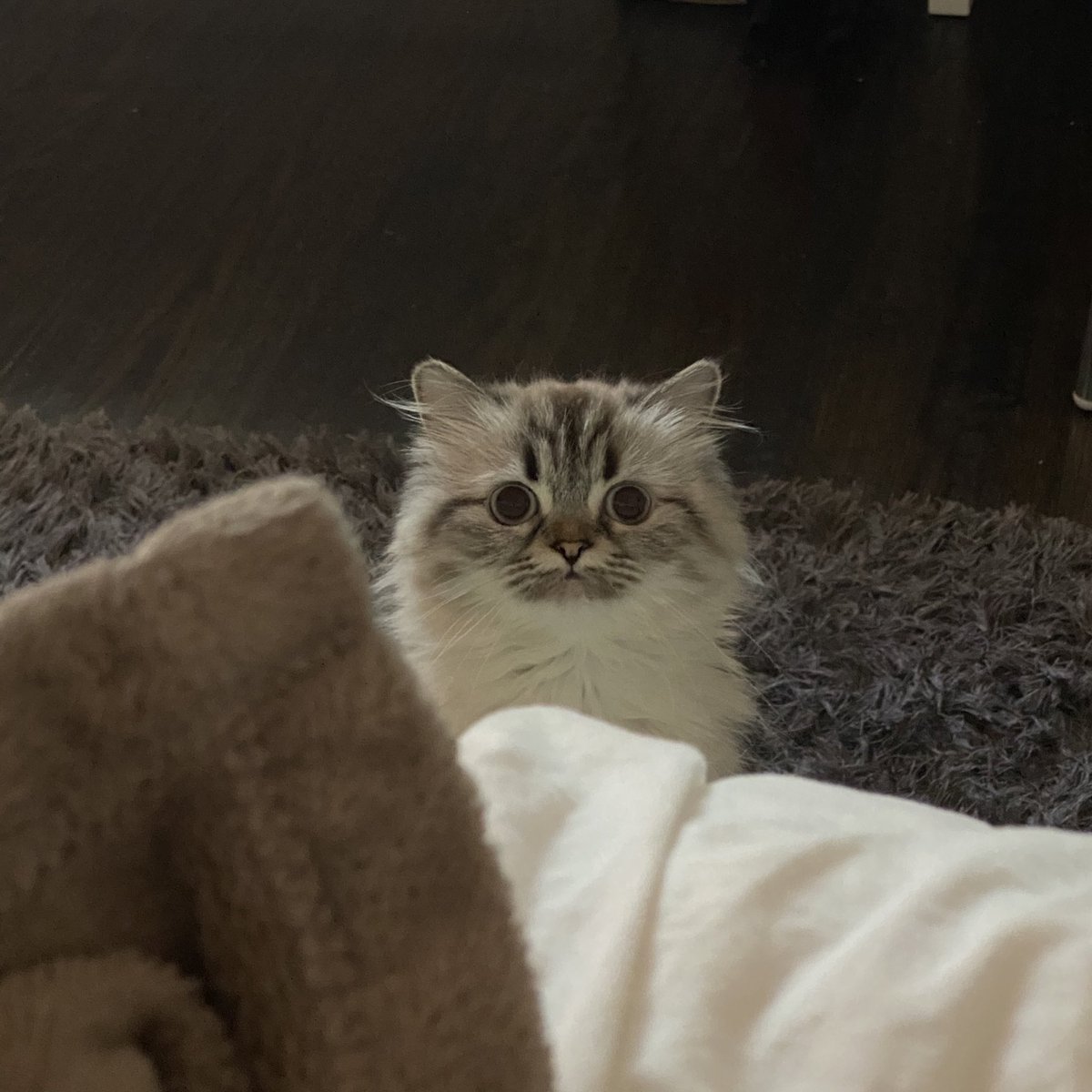 quenblackwell's tweet photo. this goofy looking cat saved my life. I love her. https://t.co/0J1JXg7pPa
