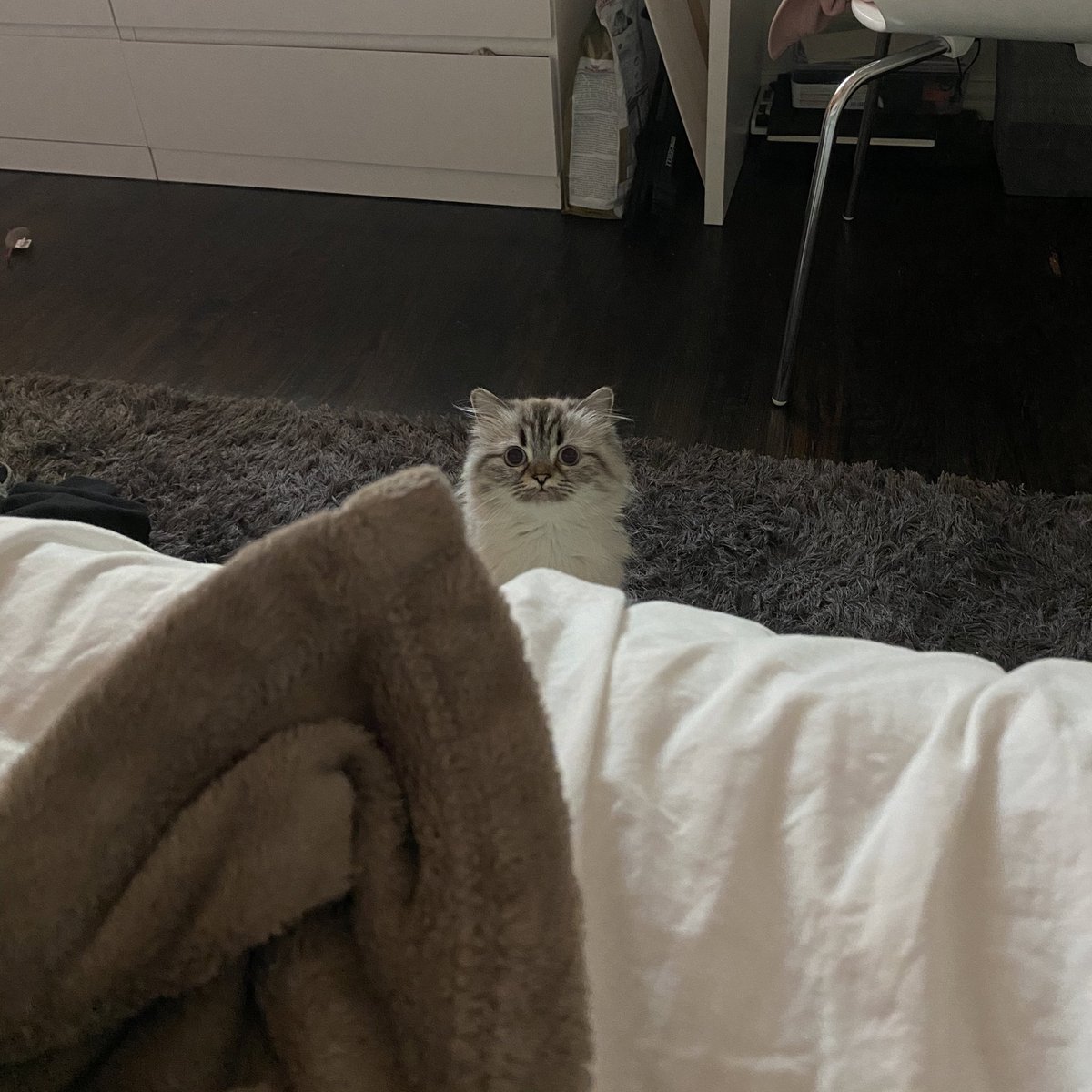 quenblackwell's tweet photo. this goofy looking cat saved my life. I love her. https://t.co/0J1JXg7pPa