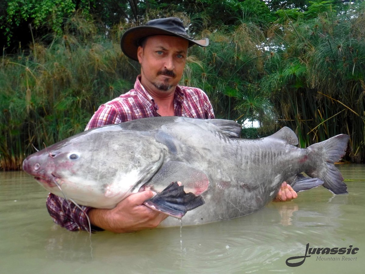 FishJurassic's tweet photo. This Rita Salween catfish weighed 100lb+ (1 of 8 species) when stocked and is now 110lb+ being the largest in a fishery
https://t.co/bUbJ2F8EQa enquiries@jurassicfishingthailand.com
#ritasalween #catfish #catfishing #catangling #fishing #fishinginthailand #fishingholiday https://t.co/8xRIxSFa4h