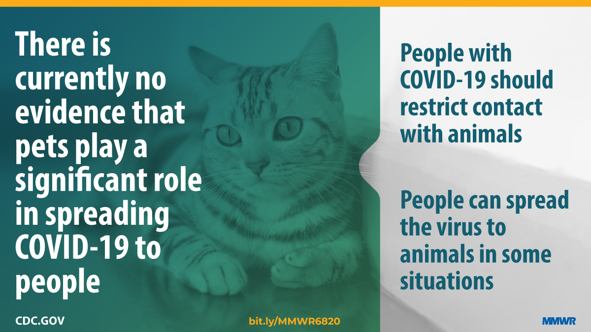 CDCgov's tweet image. New @CDCMMWR highlights first cases of COVID-19 in U.S. household pets, which occurred in two pet cats in NY. Although #COVID19 can occasionally spread from people to animals, there is no evidence that animals play a significant role in spreading COVID-19. bit.ly/MMWR6820