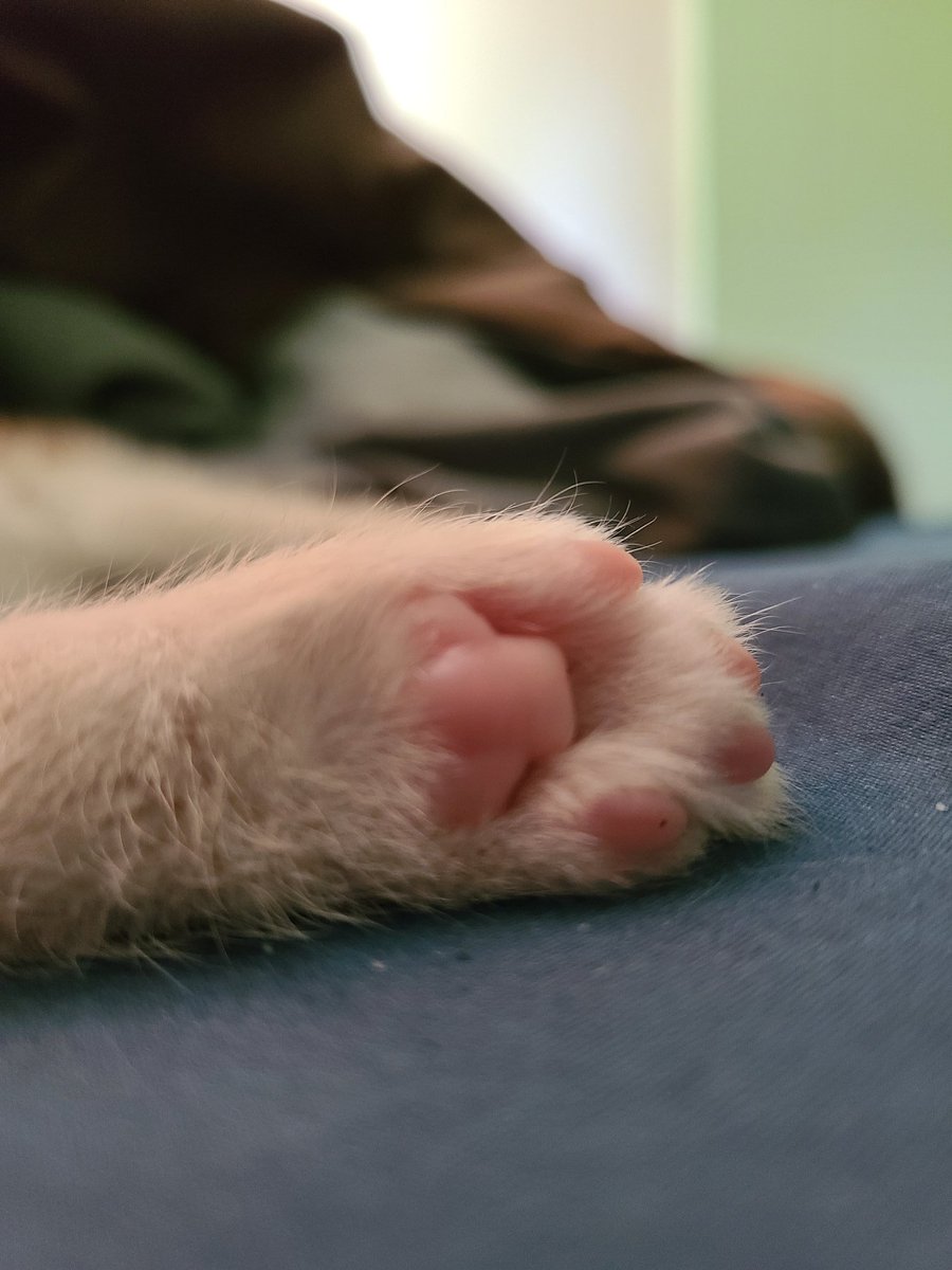 Beans