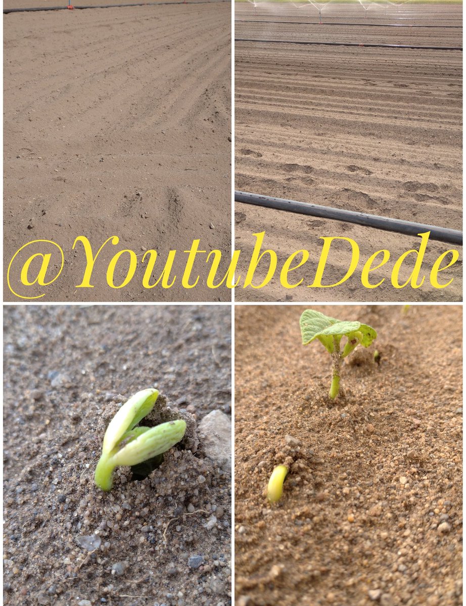 Kıtlığın olduğu yerde para degersizleşir. Mesleklerin,statü ve yetkilerin önemi kalmaz. Gıda ve Su yoksa HAYAT yoktur.  Allah(c.c) bizlere kıtlık göstermesin. #Türkiye #Tarım <a href="/bekirpakdemirli/">Dr. Bekir Pakdemirli</a>