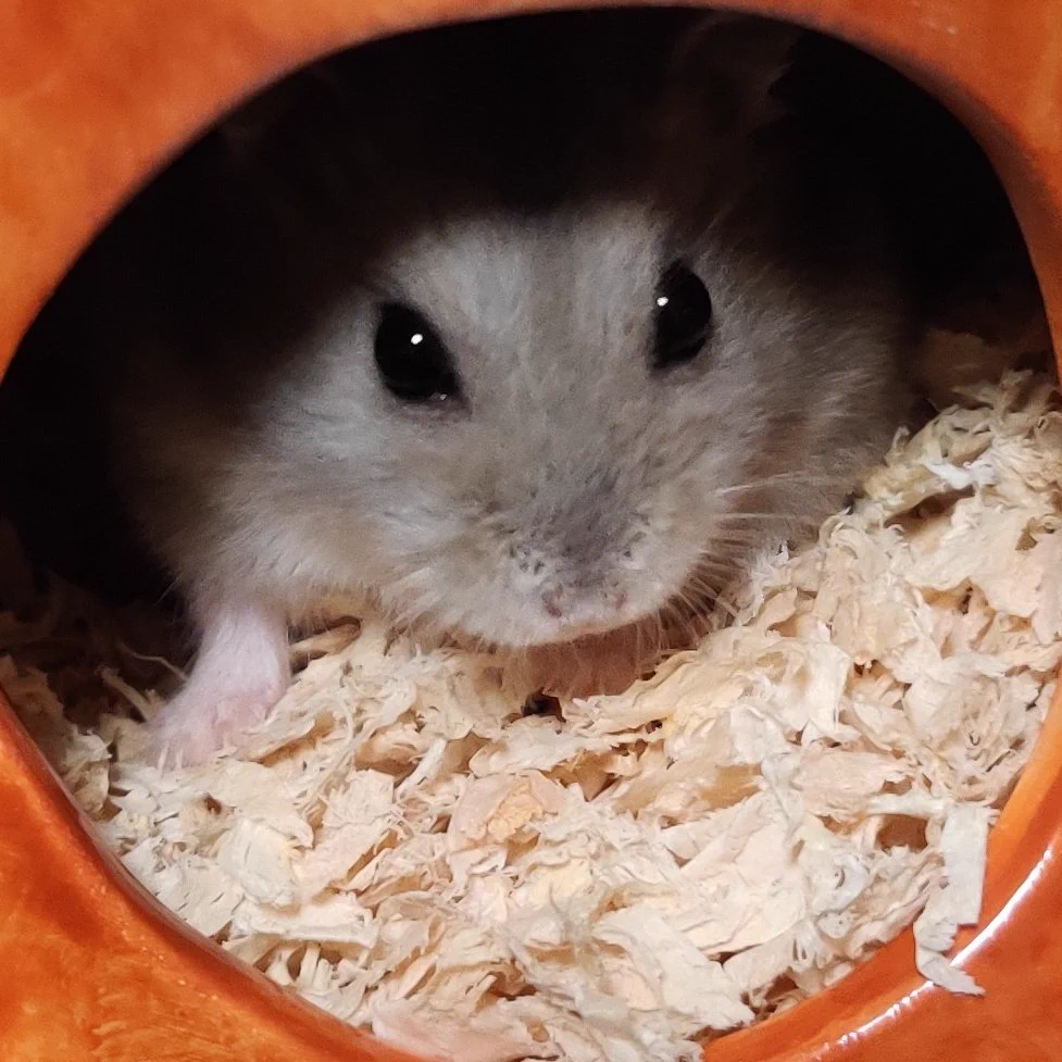 @oto_hamster うちの子にすごく似ている!💕 