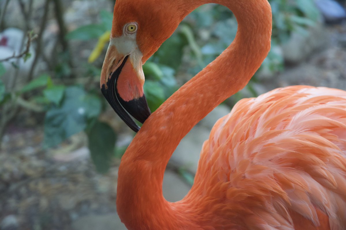 captainatv1's tweet photo. “Flamingo Close Up” in Flamingo series by 9yr old photographer Captain A using his Nikon 5200 📷 with a 55-300mm lens! #flamingo #buschgardenstampa #photosbycaptaina #youngphotographer #iamflvs #captainatv #flvsphotography #photographyclub #saveouranimals #saveourplanet #nikon https://t.co/LlulJLDEBv