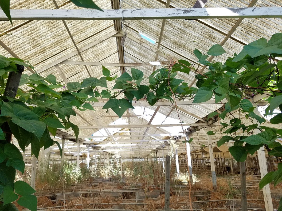 FoodForestNetwk's tweet photo. What happens after the grocery stores get looted and burned, asks the troll? Well, tear up lawns and city streets to plant nut trees, reclaim and liberate infrastructure already being under-utilized by big ag, like these ACRES of greenhouses folks in Nor Cal are cultivating...1/2 https://t.co/Ce8Sb7ajML