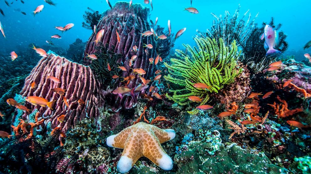 RecalcitrantRex's tweet photo. The beauty of the sea and sea life. #WorldOceansDay https://t.co/G5HjLFApKf