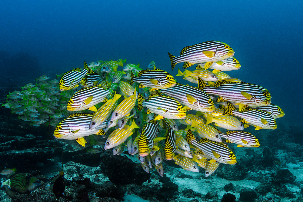 RecalcitrantRex's tweet photo. The beauty of the sea and sea life. #WorldOceansDay https://t.co/G5HjLFApKf