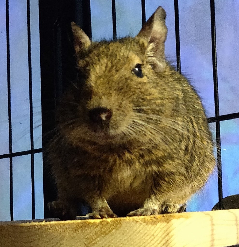 (⁠•⁠ө⁠•⁠)⁠♡ tweet media