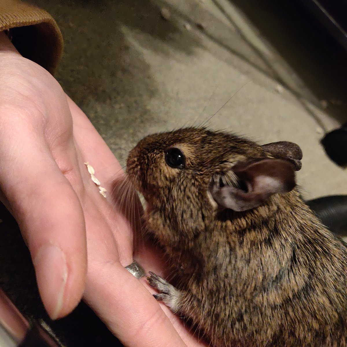 (⁠•⁠ө⁠•⁠)⁠♡ tweet media