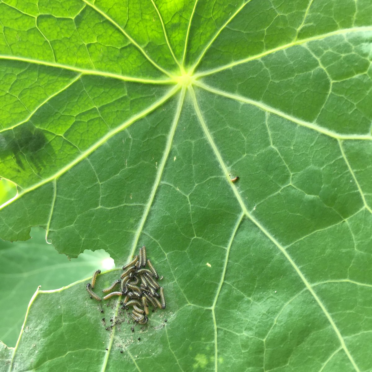 Here they come!These caterpillars will quickly munch through the nasturtiums I grow to keep them away from things I want to eat They’ll strip them completely but when they turn into butterflies the nasturtiums will soon grow back and flower again #30DaysWild