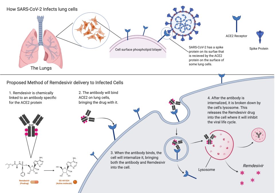 ISBTian's tweet photo. Students from @ProfJDiaz’s Methods in Biotech class have submitted an infographic to @BioRender’s Graphical Abstract Contest! 

People’s Choice voting ends this Friday. 

Sign up is easy, please vote at this link! https://t.co/b6SlIvKNTb https://t.co/48bP4EN0Ow