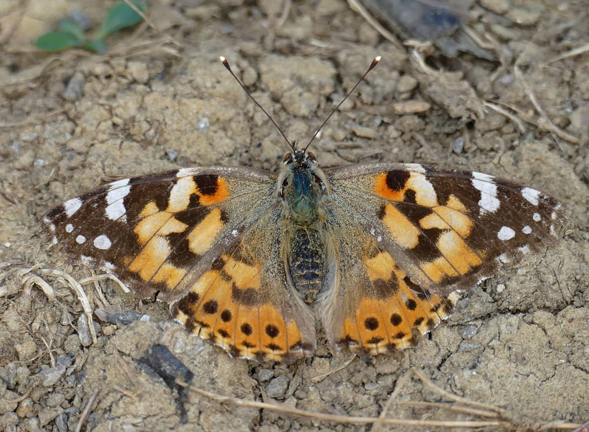 My First painted lady of the year this evening😊🦋🦋 @BC_Wiltshire @savebutterflies @WorldWideLeps @NearbyWild @Britnatureguide @wildlifenet #paintedlady #vanessacardui #Butterflies #wiltshire #TwitterNatureCommunity #nature