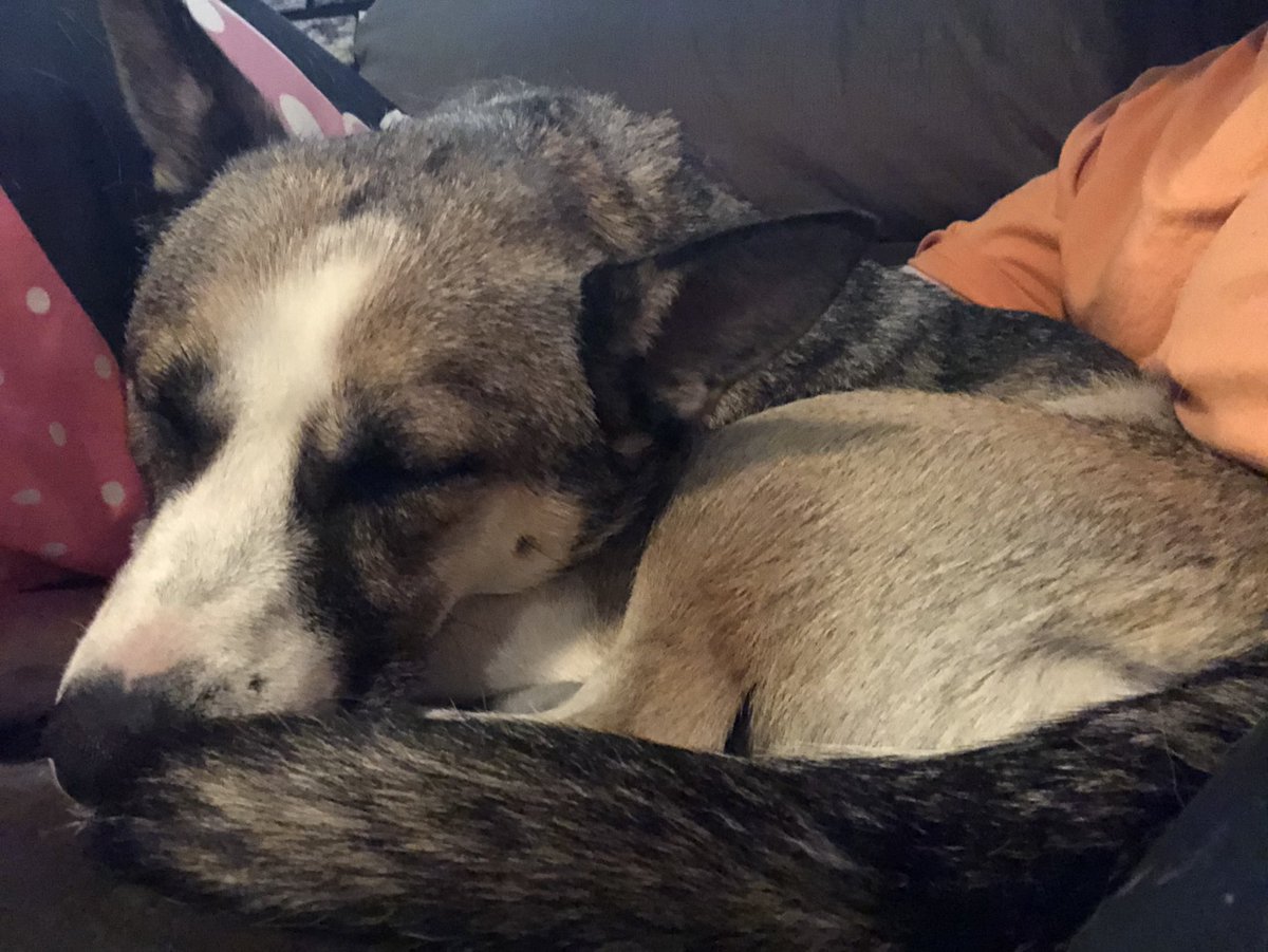 TBraunTHG's tweet image. While the world is turned upside down right now, I’d like to take a minute to share this special moment with everyone. There is a new member of the #mtuhuskies family. Meet Molly. I am fostering her for the next couple weeks until my adoption can be final at the end of June!