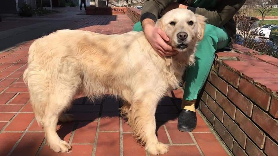 second chance goldens