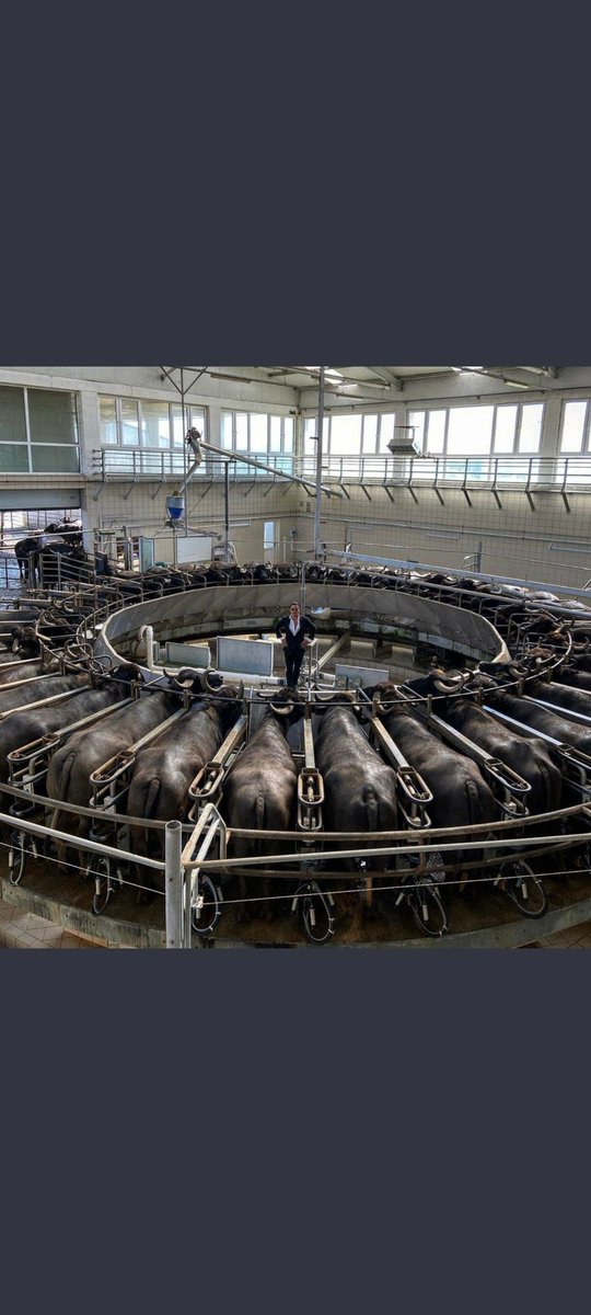 #nusret paylaştığı bu fotoğraf için tepki alıyor. 
Şunu belirteyim bu süt sağma mekanizması. Yani hayvanlar gece gündüz burda kalmıyor.maximun 3-5 dakka arası.
Ayrıca nusret İsviçreli olsa bakıp ooo adamlar ne kadar güzel sistem kurmuş diye imrenirdiniz duyar kasmayın.