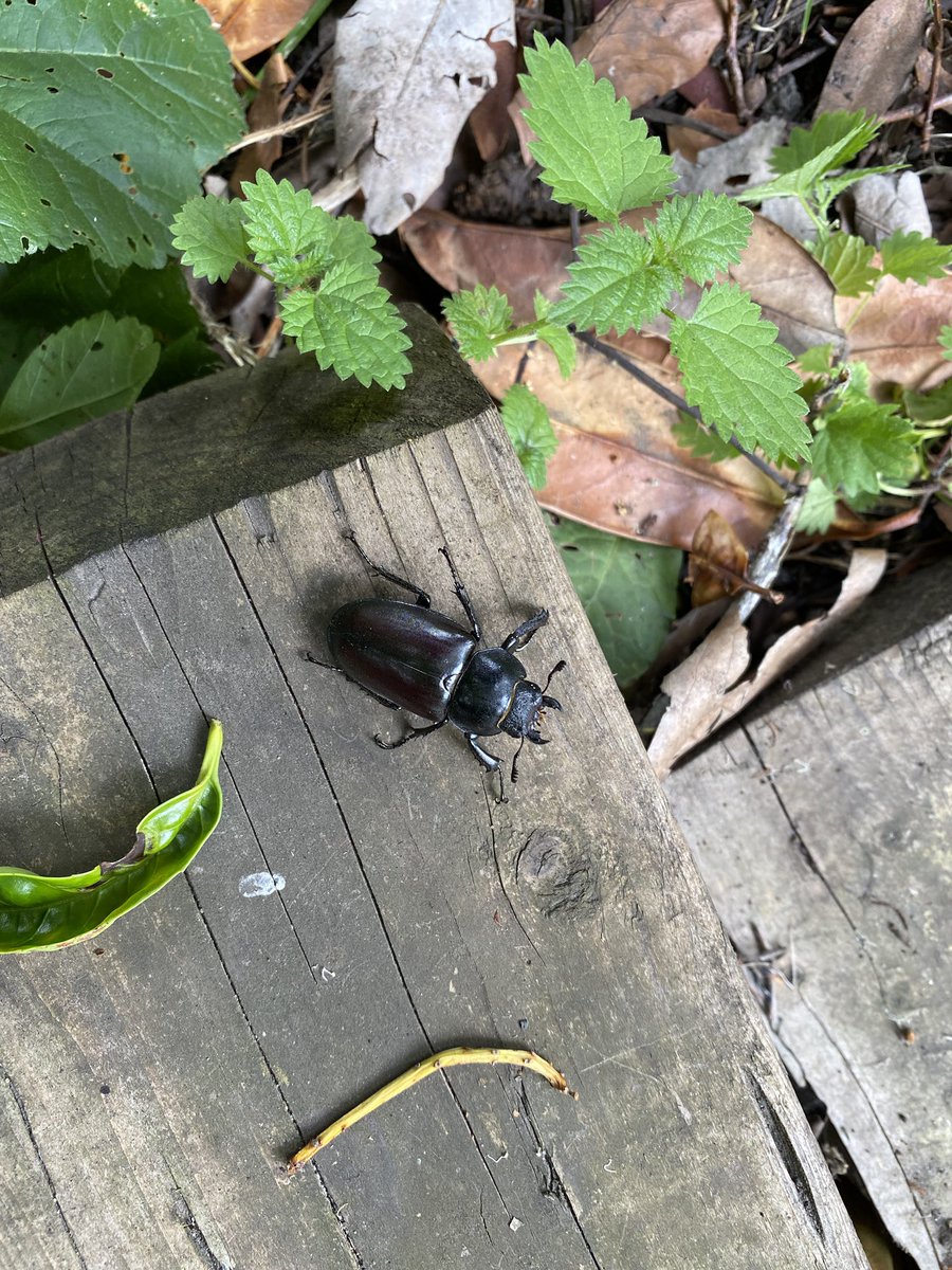 jlsnaddon's tweet photo. Late #worldcoleopteraweekend graden visit from Stag beetle, still@in time for #30DaysWild https://t.co/jhmZwmDcwh