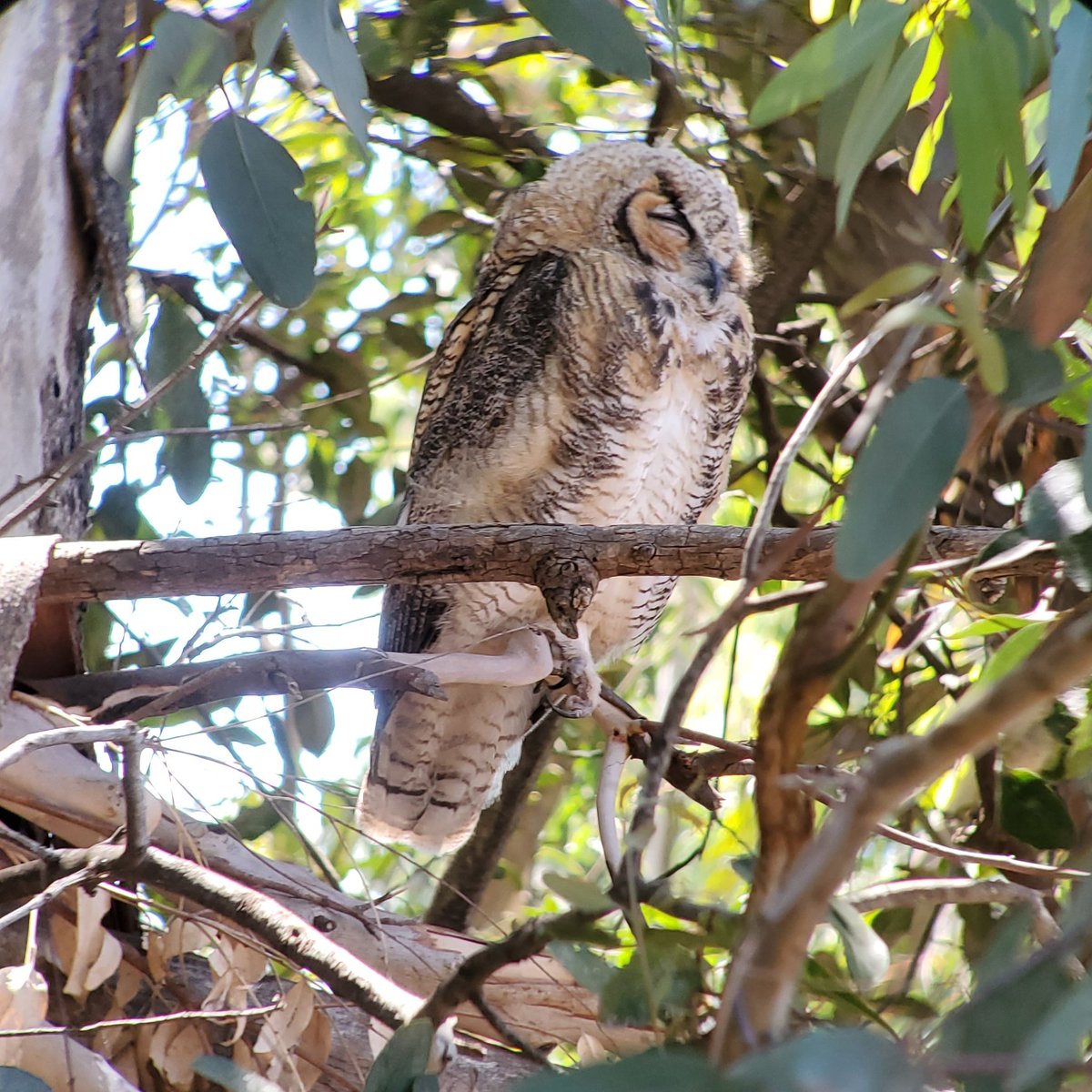 TheTenaciousG's tweet photo. FELLOW BIRDERS! I'm still tracking the GHO family across the street. The three adolescents are less fluffy but beautiful as ever!  They're hunting rodents now (captured in last night's pic) and are quite cooperative with my frequent selfies.🦉🦉🦉
#covidhobby #magical #owldocent https://t.co/i02UCBmKxn