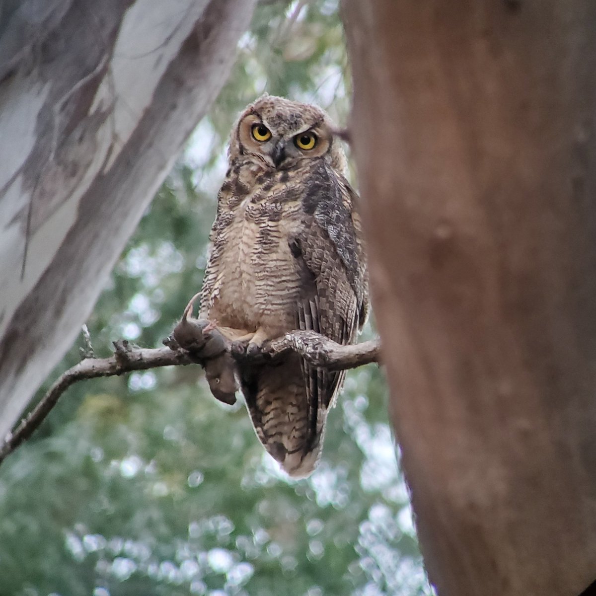 TheTenaciousG's tweet photo. FELLOW BIRDERS! I'm still tracking the GHO family across the street. The three adolescents are less fluffy but beautiful as ever!  They're hunting rodents now (captured in last night's pic) and are quite cooperative with my frequent selfies.🦉🦉🦉
#covidhobby #magical #owldocent https://t.co/i02UCBmKxn
