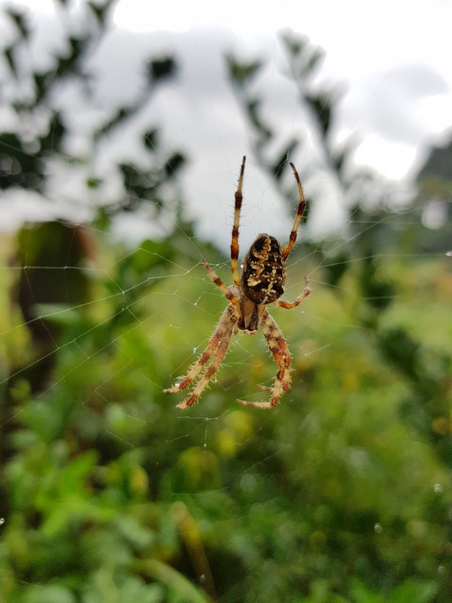 Araña de la cruz, Araneus diadematus.
Oviedo, Asturias, España
2018