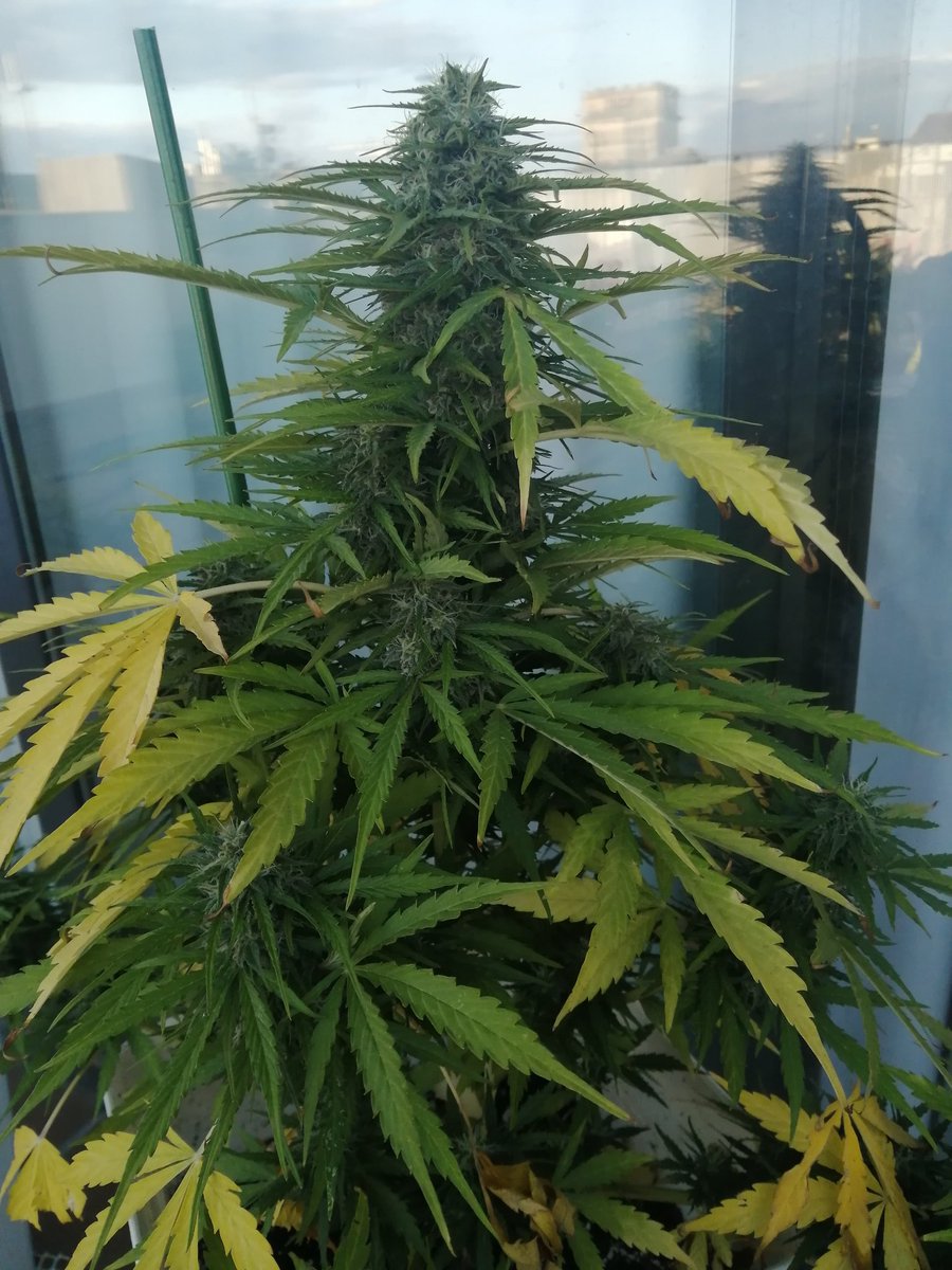 Empordaweed's tweet photo. Mirar como está #CreamCookies... 😎 Me flipa muchísimo su porra central!!! 😍 Faltan algunos días... 💚💚💚 https://t.co/IesSOcU383