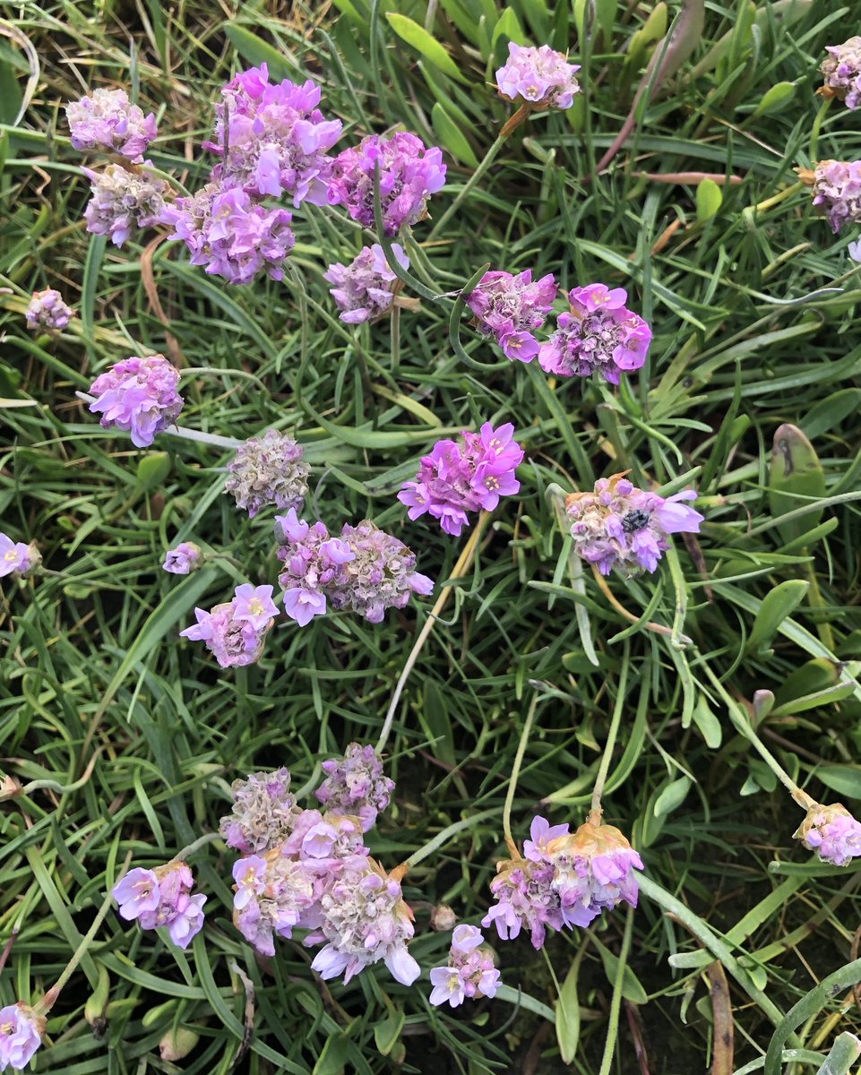 BackFarming's tweet image. Went for a walk along our river this evening. Birds singing, bees bussing and lots of colourful flowers. Note the grass hopper on the birds foot trefoil. ⁦@BioDataCentre⁩ #nature