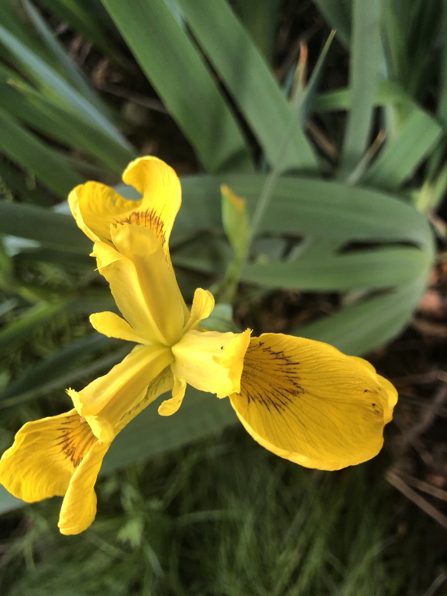 BackFarming's tweet image. Went for a walk along our river this evening. Birds singing, bees bussing and lots of colourful flowers. Note the grass hopper on the birds foot trefoil. ⁦@BioDataCentre⁩ #nature