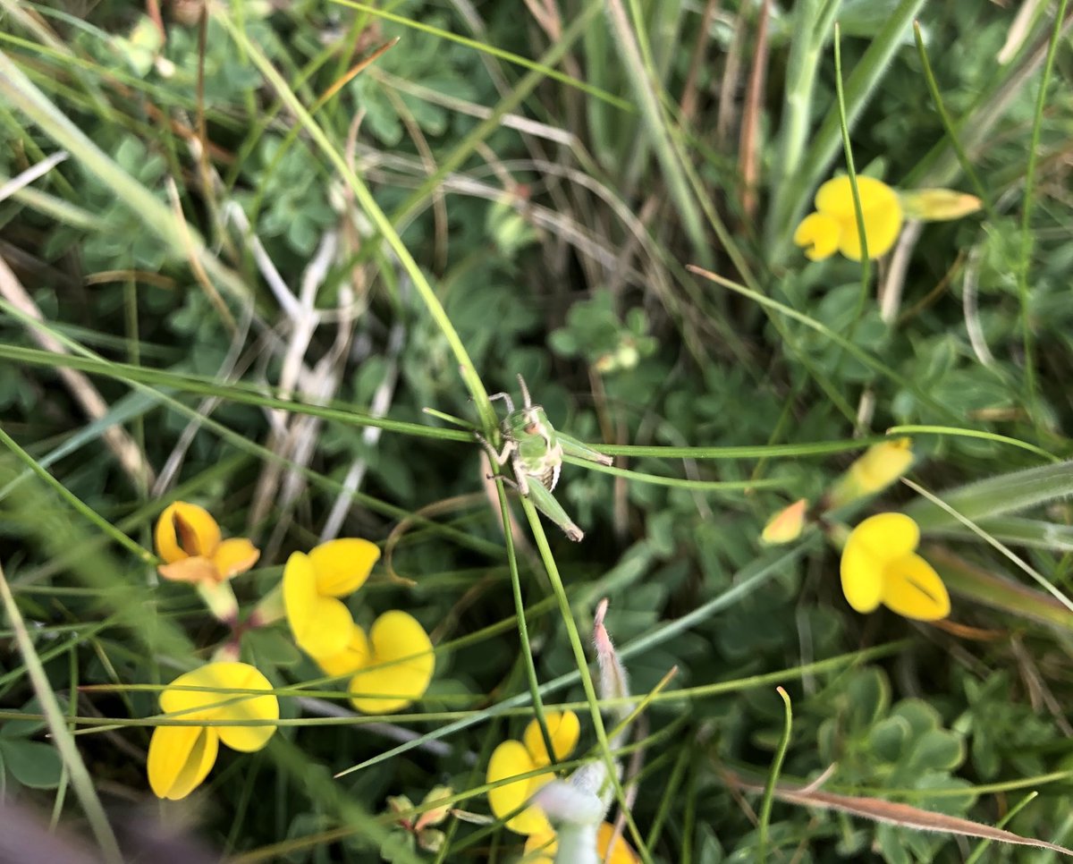 BackFarming's tweet image. Went for a walk along our river this evening. Birds singing, bees bussing and lots of colourful flowers. Note the grass hopper on the birds foot trefoil. ⁦@BioDataCentre⁩ #nature