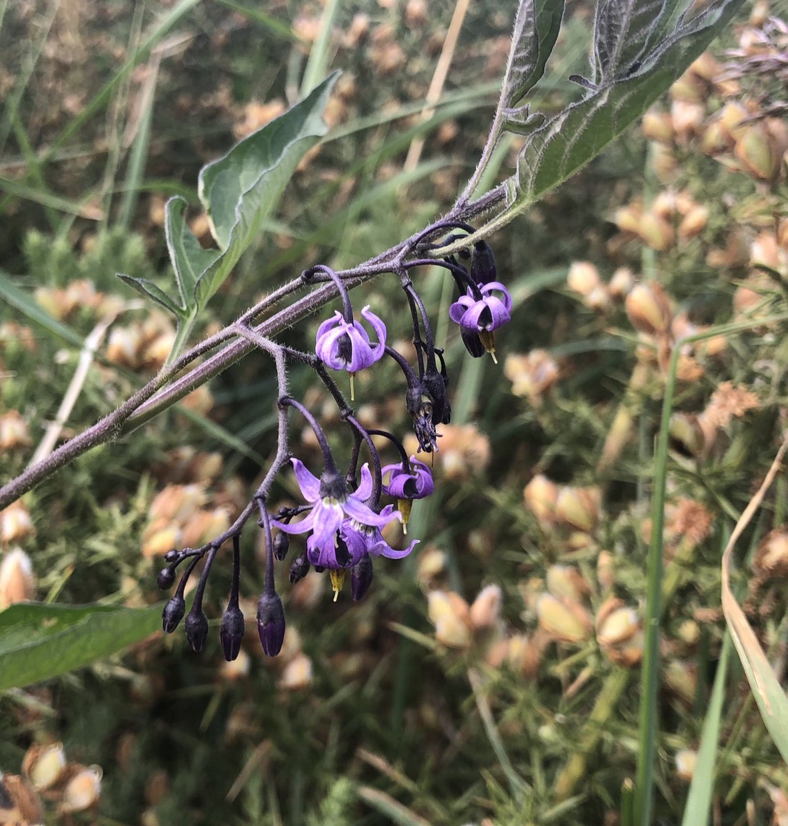 BackFarming's tweet image. Went for a walk along our river this evening. Birds singing, bees bussing and lots of colourful flowers. Note the grass hopper on the birds foot trefoil. ⁦@BioDataCentre⁩ #nature
