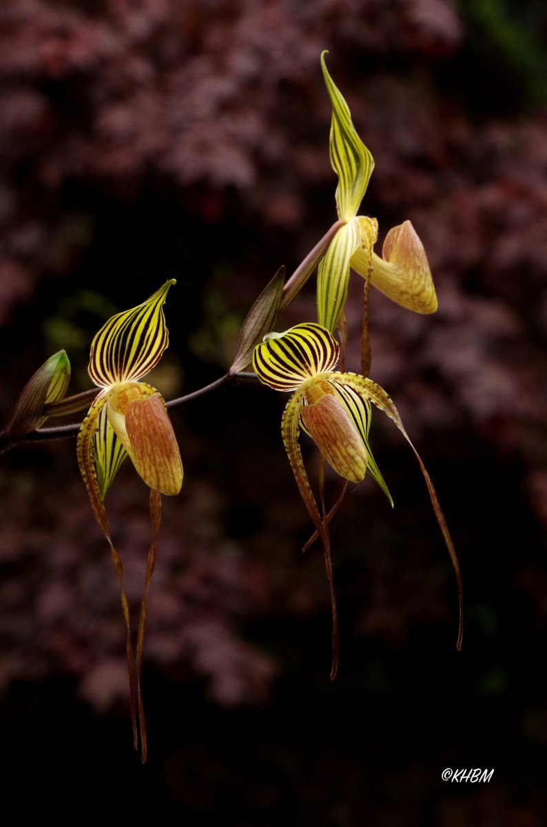 Mararda10's tweet photo. Paph. Predacious (adductum x glanduliferum) with all flowers open. @BritPaphSociety @orchidcommittee @GardeningSaul @rockerblonde @PetrovichBilly #Paphiopedilum #primary #hybrid #Predacious #adductum #glanduliferum #orchid #multifloral #June https://t.co/UAdcQbIr7V