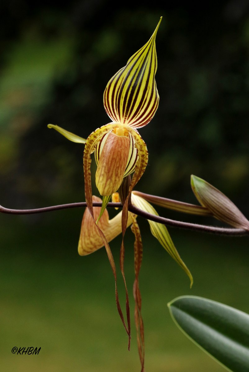 Mararda10's tweet photo. Paph. Predacious (adductum x glanduliferum) with all flowers open. @BritPaphSociety @orchidcommittee @GardeningSaul @rockerblonde @PetrovichBilly #Paphiopedilum #primary #hybrid #Predacious #adductum #glanduliferum #orchid #multifloral #June https://t.co/UAdcQbIr7V