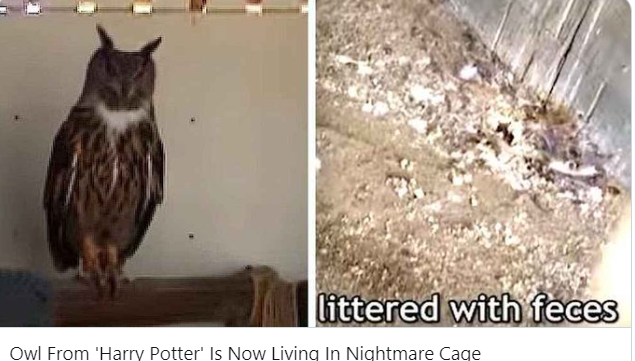 Britain_People's tweet photo. #Owl from Harry Potter film living in NIGHTMARE cage. ***SHARE***
#JKRowling: We tried contacting you about this abandoned #owl. 

You did NOTHING. 

But you find time to bleat about your transphobic views.

#BoycottRowling

https://t.co/7a96mfyCqw https://t.co/Q3rS0ja9Mr