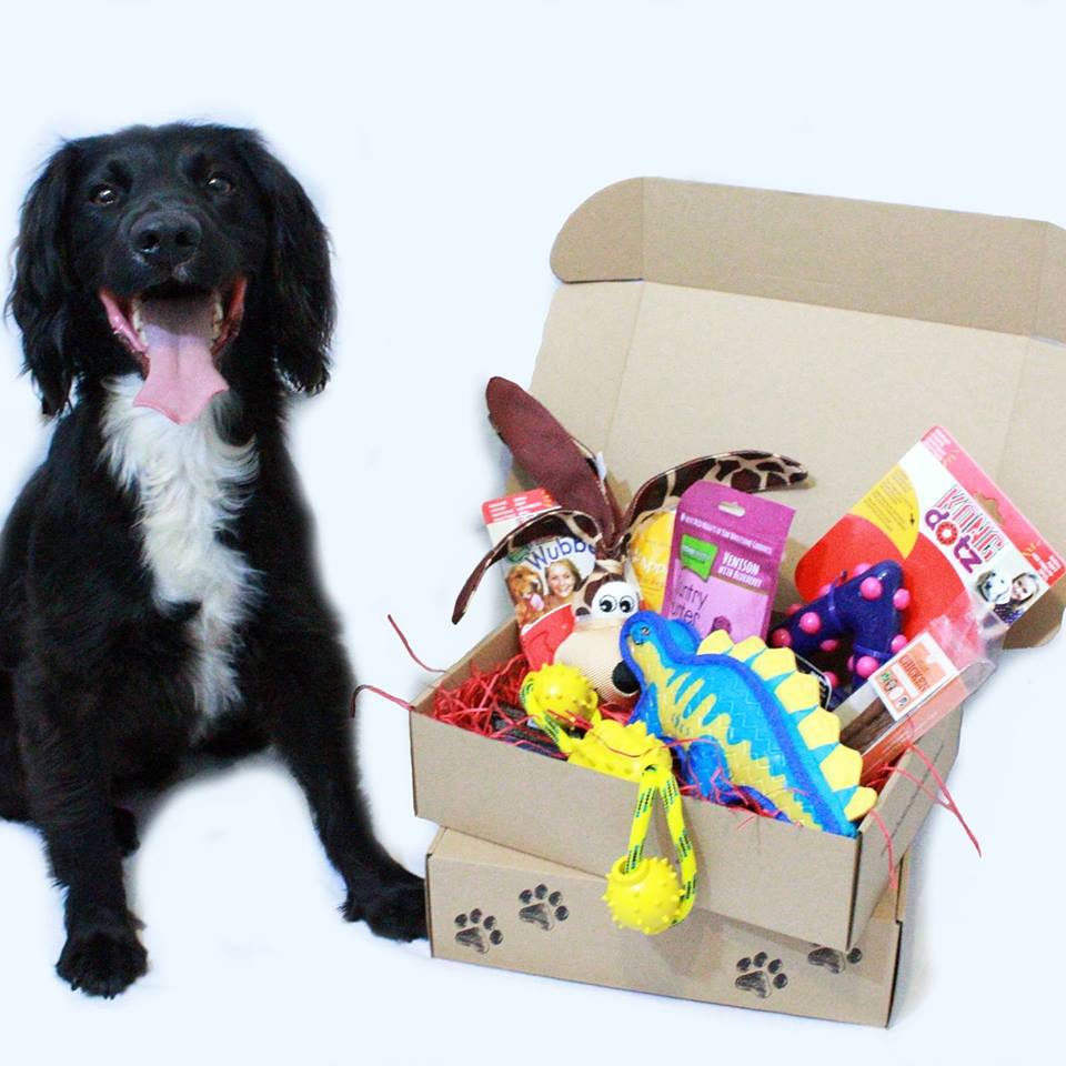 monthly dog box uk
