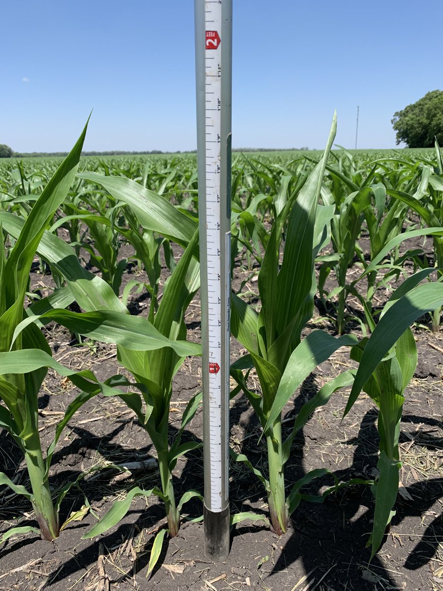 The heat is driving growth.  V6 corn w/ leaf tips almost 2’ tall!