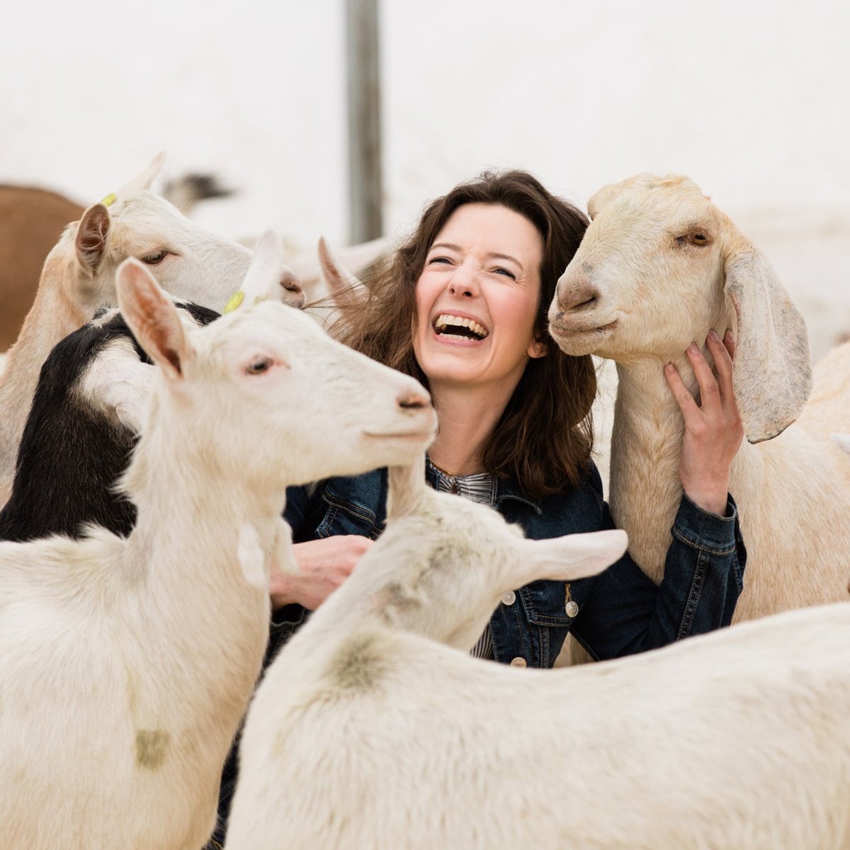 CA Cheese Guild tweet media