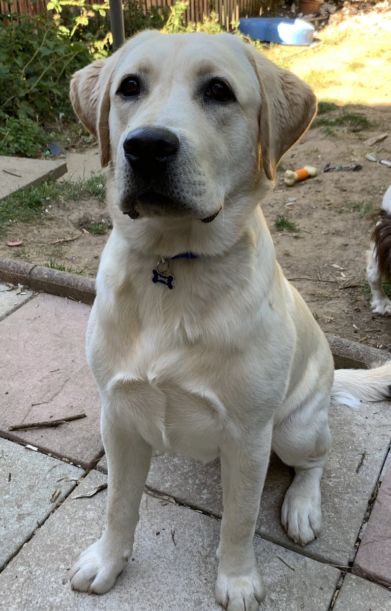 EmmaTrueman9's tweet photo. @ok32650586 @RafaTrueman would be a gardener he can single handedly empty the garden of grass quickly!! #labradorretriever #dogsoftwitter #puppiesofinstagram https://t.co/d6ZtjncOFC