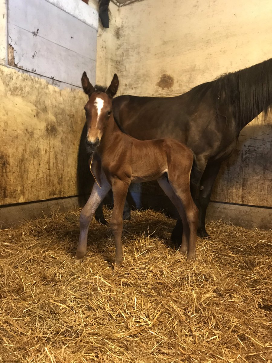 Zola Boko Hawaiian Deligt, Hawan 14. peräkkäinen varsa #ravit