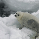 Photo by FriendsForSealsOrg Ⓥ (@FriendsForSeals)