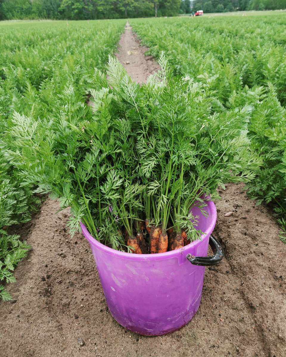 Suomalaiset porkkanat herauttaa veden kielelle kyllä melkein jokaisella! Maistuu perheen pienimmille ja vanhemmille. Täältä pesee parin viikon päästä! Nam! 🤪❤️🌱🤠 #kotimaista #tamsaarentila #ruokaaomastamaasta #varhaisporkkana #farmersdontstop