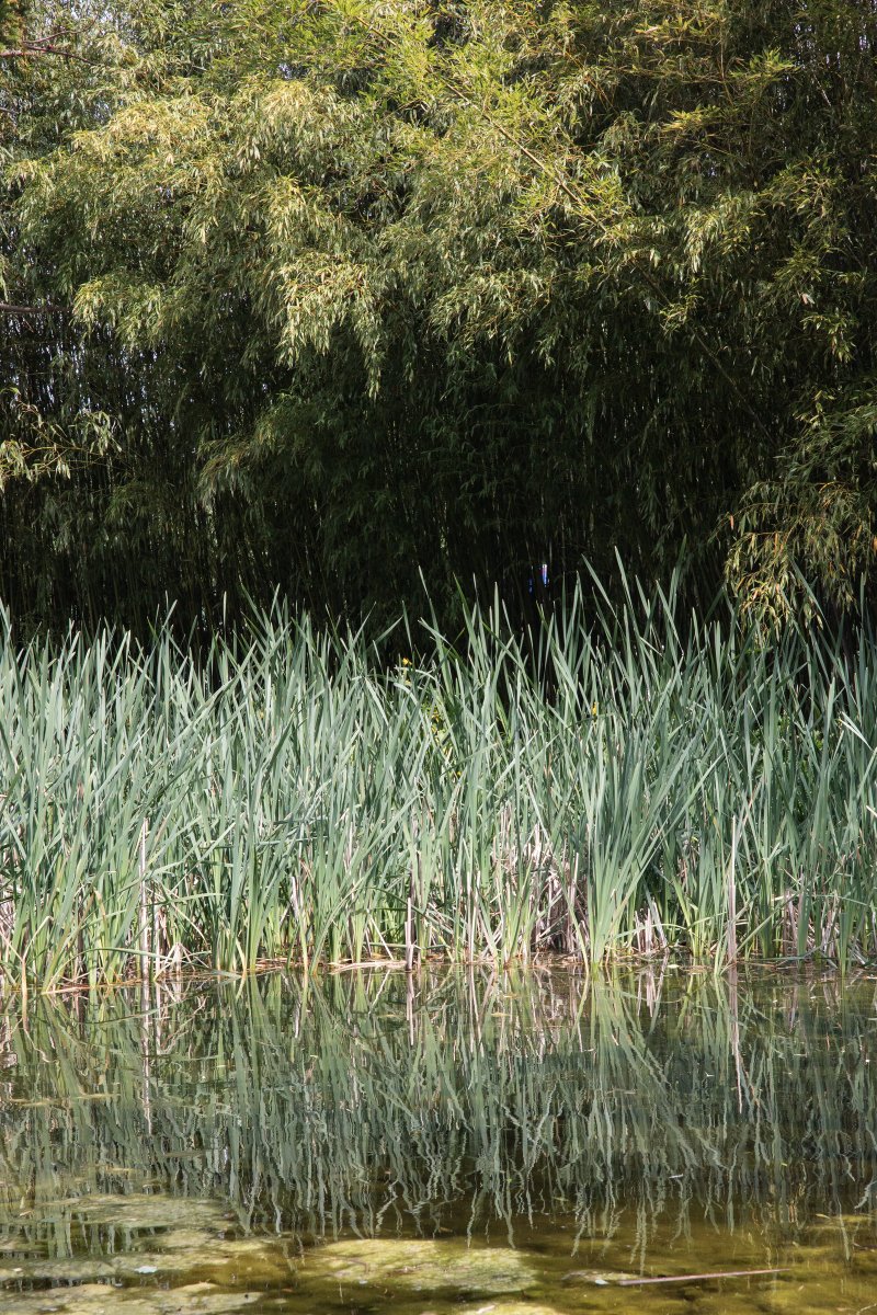 Paris's tweet photo. C'était hier mais c'est déjà lointain 🌿 Quand la nature reprend ses droits... Souvenirs du bois de Vincennes confiné. https://t.co/YYVXg27UTv