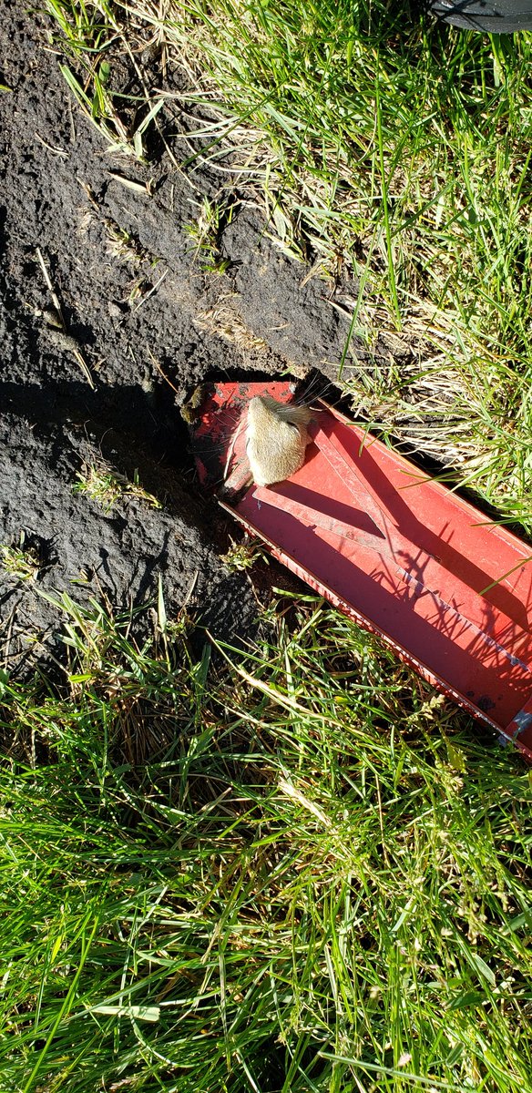 LLSilvercloud's tweet image. They killed my little ground squirrel friends.